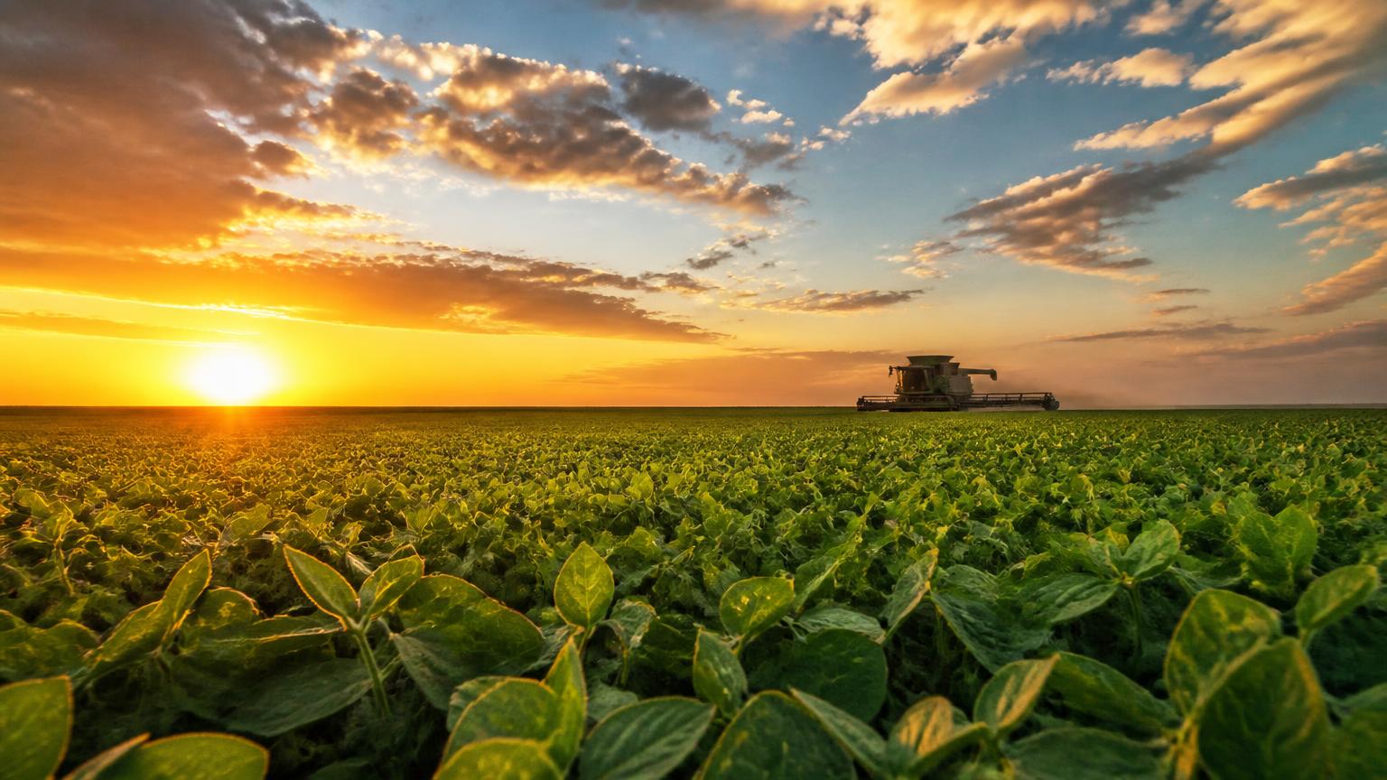 Lavoura de soja no Mato Grosso ao amanhecer, com colheitadeira ao fundo